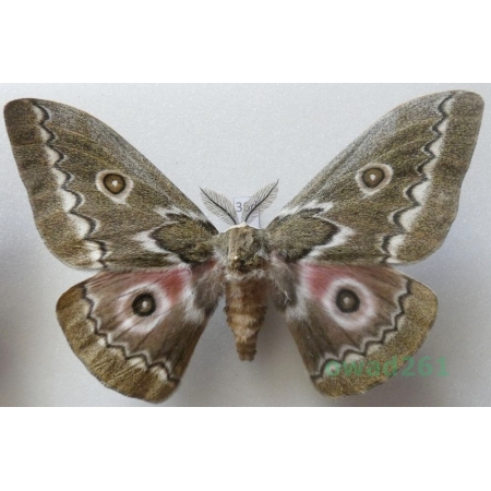 Gonimbrasia tyrrhea (Cramer, 1775) male ex. ovo South Africa 108mm36d